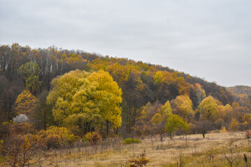 Fototapeta premium View of the forest hills in autumn