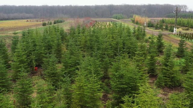 4K drone footage with a plantation of young fir trees near Christmas time