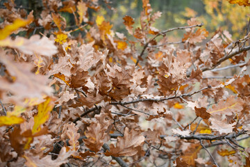 Autumn oak branches with bronze colored leaves