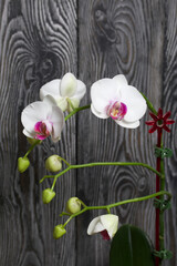 Branch of a white orchid with flowers and buds. Against the background of black pine boards.