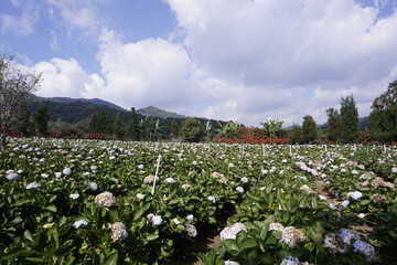 Hydrangea flower field in winter in Thailand