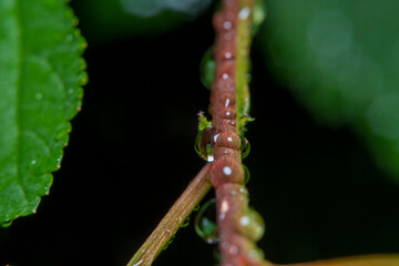 Fototapeta premium Background with a thin branch of a young plant with water drops in soft focus