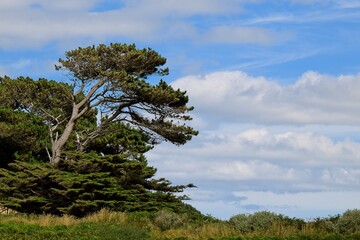 Obraz premium pine tree and sky