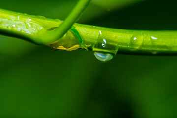 Plant with water drops after rain
