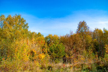 Autumn landscape with yellow leaves and blue sky. Golden foliage in the trees, pastoral view.