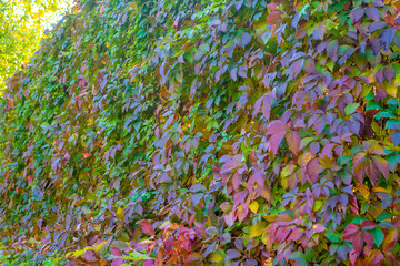Living wall of colorful leaves at sunset. Leaves background