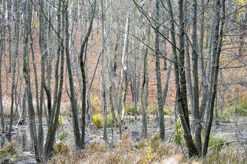 View of trees in a swamp in autumn