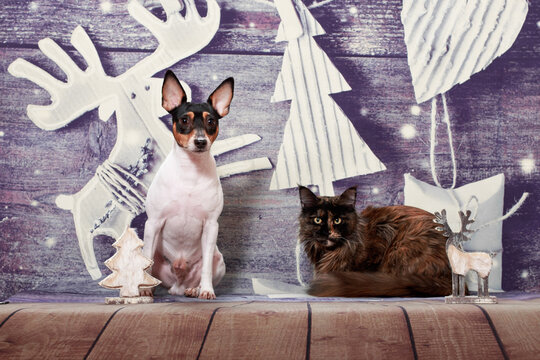 American Toy Fox Terrier and maine coon cat sit on a Christmas background