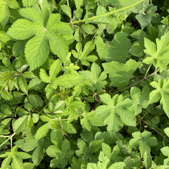 Top view shot of growing fresh Humulus japonicus in a field in a field