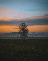 Fototapeta na wymiar ländlicher Sonnenaufgang mit Nebel