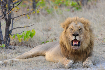 Gorgeous male lion (Panthera leo) with blod mane lying down with open mouth, showing teeth. Horizontal (landscape) orientation with space for and copy. Kalahari. Botswana.