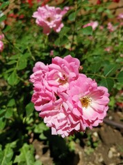 pink rose bush
