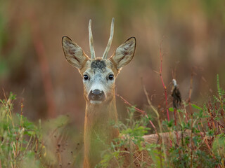 roe deer
