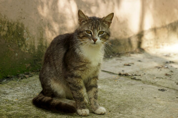 Naklejka na ściany i meble A young gray cat with a white bib sits near the house.