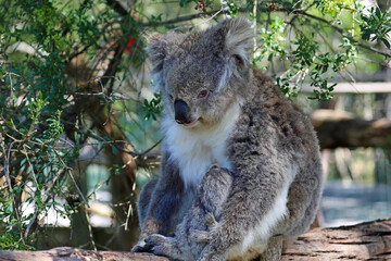 Sitting Koala - Phillip Island, Victoria, Australia