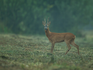 roe deer
