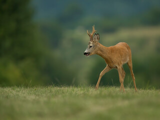 roe deer

