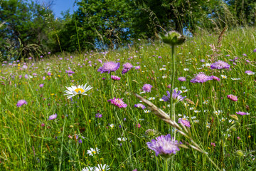 Blumenwiese an der Limburg, Albvorland