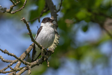 Halsbandschnäpper (Ficedula albicollis) Männchen