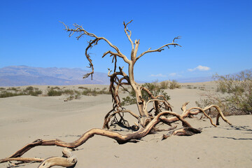 dead tree on sand dune in death valley with blue sky no clouds
