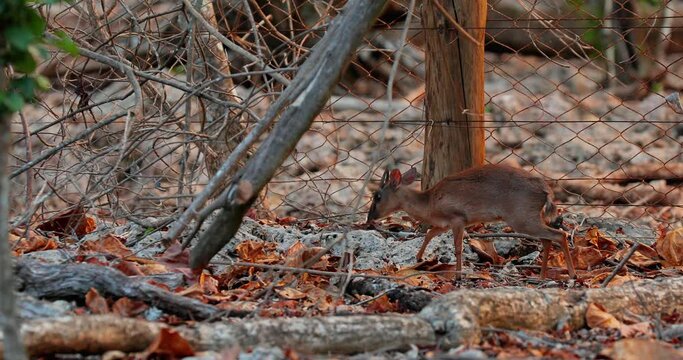 A small kanchil deer walks on the ground in the wild. Beautiful video of wildlife in nature.