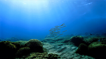 Shoal of Barracudas over the coral reef in sunlight