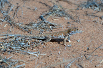 Saudi fringe-fingered lizard (Acanthodactylus gongrorhynchatus) in the desert sand macro photography.