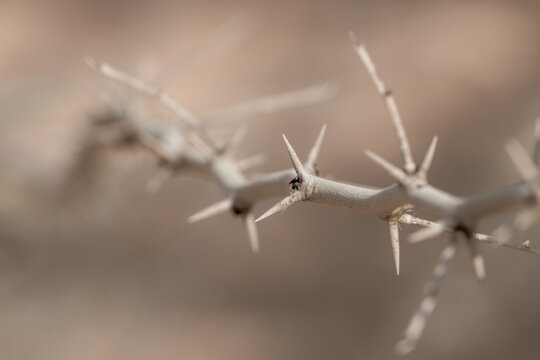 Macro selective focus thron branch in black and white for crown of thorns easter concept or dry desert plants.