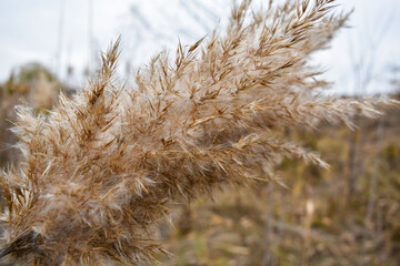 Bright, sandy, fluffy, soft reed in early autumn