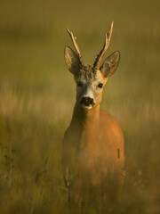 roe deer

