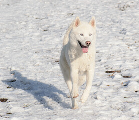 white husky dog running outside 