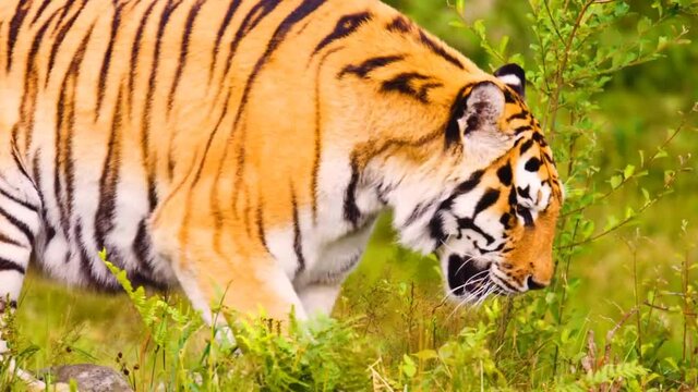 Tiger walking in forest slowly close up view in zoo in daytime