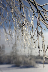 Birch tree branches covered with ice after freezing rain