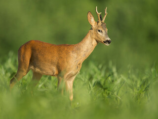 roe deer
