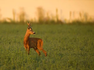 Fototapeten roe deer  © rasto24