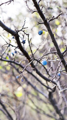 Nature autumn background with tree branches and blue blackthorn berries close up, mobile wallpaper, smartphone vertical format