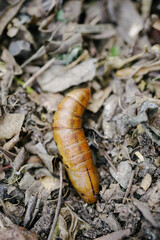 mature oleander hawk-moth caterpillar  