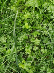 green grass background