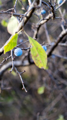 Blue blackthorn berries and green leaves on tree branch close up at blurred background, verical...