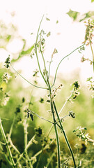 Green nature summer background with tiny plants in meadow, mobile vertical wallpaper, smartphone stories format