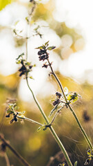 Nature background, mobile wallpaper for smartphone stories with dry tiny autumn plants and spider web and bokeh in warm colors