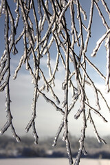 Beautiful branches of birch tree after icy rain on the white-blue background