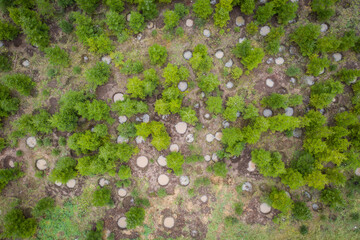 4K drone photograph with a plantation of young fir trees near Christmas time
