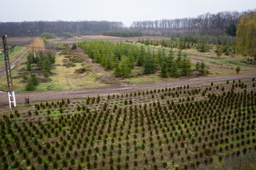 Naklejka premium 4K drone photograph with a plantation of young fir trees near Christmas time