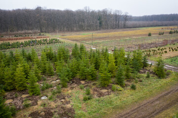 Obraz premium 4K drone photograph with a plantation of young fir trees near Christmas time