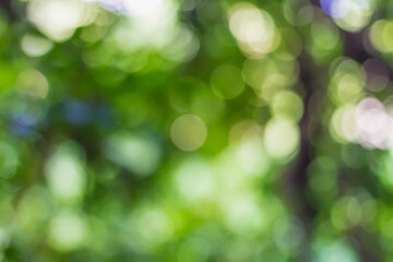 Fototapeta premium Abstract green natural bokeh background