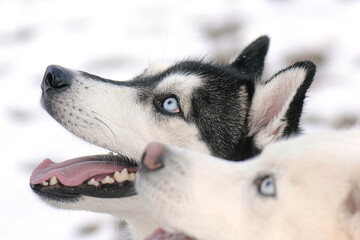 close up of two siberian husky dogs waiting for a treat