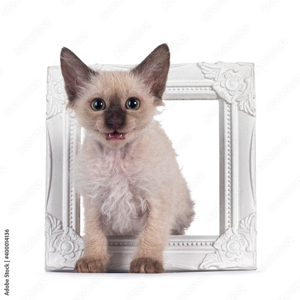 Aufkleber pretty chocolate tonkinese pointed laperm cat kitten in photo frame. looking towards camera with gre