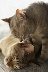 Australian Mist cats are Licking each other