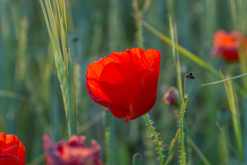 Red poppy close up